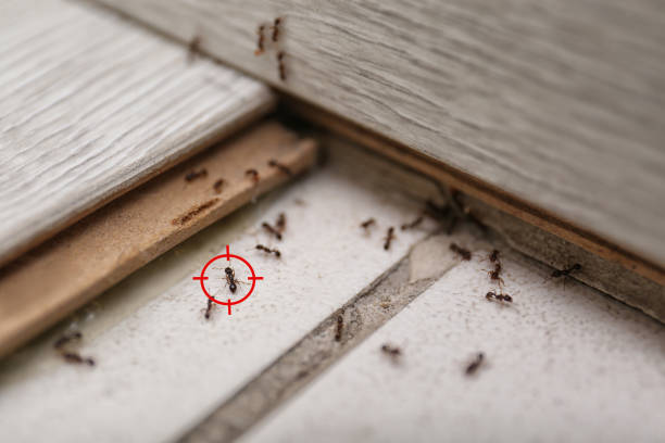 Best Residential Pest Control  in Aiken, SC